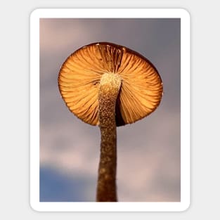 Simple Mushroom 🍄 Photograph Basic Fungi Psychedelic Photo Sticker